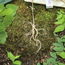 메키운삼 산양산삼 10년근 A 4뿌리 산삼 산양삼, 상세페이지 참조, 상세페이지 참조