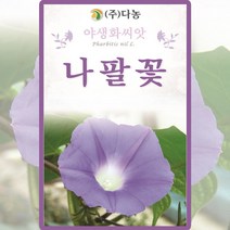 나팔꽃 씨앗 나팔꽃 씨 야생화 종자 6g, 1개