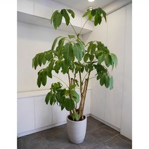 넓은 라운지를 더욱 화사하게 만들어주는 대엽 홍콩 야자 나무 대품 230cm 화분 포함, 단품