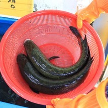 국내산 가물치 3kg 민물고기백화점, 국내산 가물치 3kg(활어), 1개