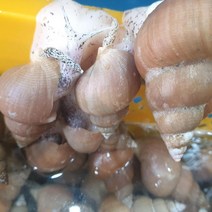 국산 동해 깊은 바다 백골뱅이 1kg 대 15-25미 술안주