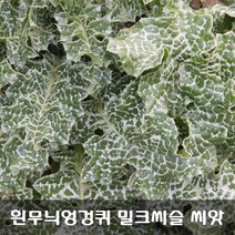 [해피플라워] 간 건강 실리마린이 들어 있는 서양 흰무늬엉겅퀴 밀크씨슬 씨앗 300립 / 봄 여름 파종 약초 종자