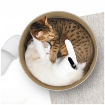 모던캣 노르딕 서클 고양이 스크래쳐, 그린, 1개