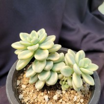 [메카다육]034-0731 라울금(다육금) 화분포함 다육식물 선인장 다육철화 두들레야 아프리카식물 코노피튬 하월시아 수입다육이 국민이