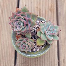 에게리아 3두 키우기 쉬운 실내 다육 랜덤발송 분포함3-100, 단품