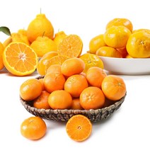 [산지직송] 제주 서귀포 감귤 한라봉 천혜향 레드향 2.5kg, 한라봉(중) 2.5kg, 1개