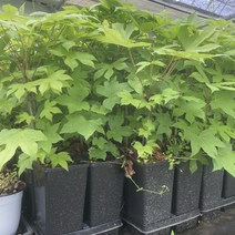 화천 자연애 가시없는 엄나무(민엄나무)묘목 포트묘 30-50cm (2L화분) 1주