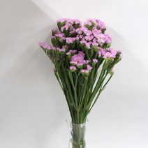 스타치스 5가지 색상 생화택배 (고속터미널꽃시장 직배송) 꽃예꽃, 비슷한 느낌의 꽃으로 변경(다른꽃or다른색), 스타치스 연보라, 최소3일전 미리 구매시 날짜지정가능