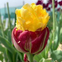 착한가격나무생각 / 튤립 / 구근 / 아이스크림(바나나) / 1구, 구