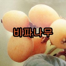 비파나무 4년생 포트묘 1그루 비파 나무 묘목 꽃나무 철쭉 유실수