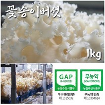 생꽃송이버섯 꽃송이버섯 생버섯 황제꽃송이버섯 국내산 무농약 우수관리 인증 버섯볶음 버섯부침개 버섯불고기 버섯찌개 버섯전골 버섯샤브샤브 다양한 요리 활용 가능 1kg, 1개