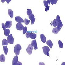 입안상피세포 영구표본/KSIC-10441