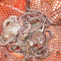 국내산 남해안 통영 산지직송 당일 조업 어획 신선한 활 자연산 돌문어 1kg 1-3미
