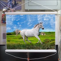 B288-0/말사진/족자/풍경화/인테리어소품/말그림