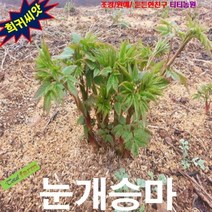 (희귀꽃씨) 산나물 씨앗 눈개승마 왜성종 50립, 상세페이지 참조