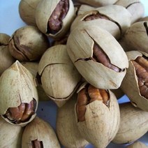 피칸나무(스튜어트)접목1년/묘목/F0586