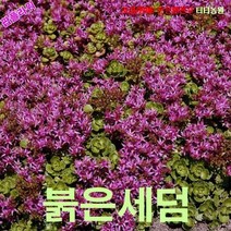 팝플라워 붉은세덤 (퍼플카펫) 씨앗 25립