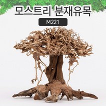 SM 프리미엄 베트남 분재유목 [M221]