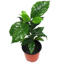 커피나무 공기정화식물 실내 인테리어 플랜트 반려식물 과실수