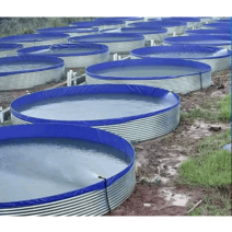 대형 양식장 양어장 가두리 탱크 사육장 양식 대하