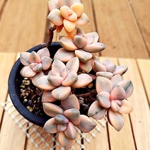 살구미인금 목대 키우기 쉬운 실내 다육 랜덤 1목7-80, 단품, 1개