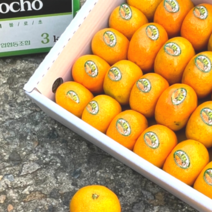 제주 불로초 감귤 고당도 당도선별 3kg 타이백 프리미엄 로얄과 선물용, 로얄과 3kg