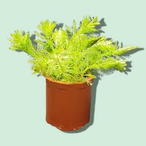 초보 수초 키우기 밀리오 필름 3뿌리, 1세트