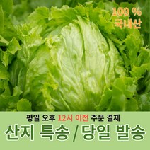 양상추 6통 / 12통 / 깐양상추 8kg 산지직송 당일 배송