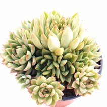 [나애다육] 메비나(자연군생) (54-0602), 1개