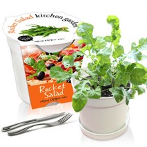 [천삼백케이] [농업회사법인 세경팜 주식회사] 세경팜 컬러키친가든 루꼴라 식물키우기 텃밭가꾸기, 화이트, 스윗바질