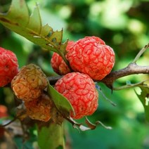 [라이브묘목농원] 접목꾸지뽕나무 1년생 특묘, 1개