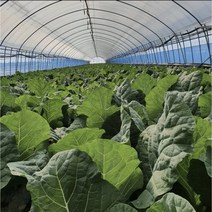 유기농 케일 신선초 주스용 즙용 1kg 2kg 무농약 채소 농장 녹즙, 신선초 6kg
