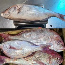 참돔 싱싱한 생물 구이용 찜용 1kg (손질 후700g), 1kg(실700g), 1개