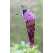 뾰족달팽이(5마리), 5개