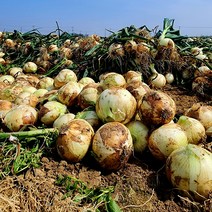 [셰프의텃밭] 23년산 햇 양파 3kg/5kg/10kg 산지직송, 14. 양파 10kg 대