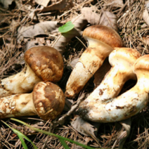 [지구다움]자연산 송이버섯 추석 최고의 선물 특품 1품 2품 가정용, 3등급 500g