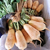 맛있는 국내산 초롱무 10kg, 1개