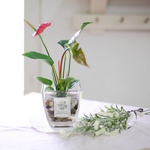 가꾸지오 글라스와식물, 마름모글라스-안시륨