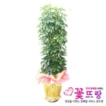 홍콩야자 공기정화식물 관엽식물 전국꽃배달서비스 개업화분/축하선물, 1개