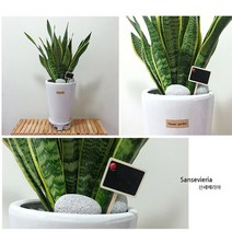 햇살농장 중대형 공기정화 식물 화분, 산세베리아, 1개, 1개
