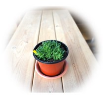 다육식물 200여종 다육 식물 최다종 화분, 다육식물_요술세덤, 1개