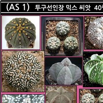 리톱스 나라 씨앗, (AS 1) 투구 선인장 믹스 씨앗 40립, 1개