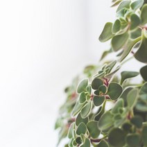 캔들이케아 노마진 몰드 10종 비누몰드 석고방향제 총집합 비누베이스/기타재료, E.O 유칼립투스-10ml