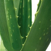 [엔피솝] 비누재료 화장품재료 플로럴워터 9종 비누재료 화장품재료, 알로에워터 100ml