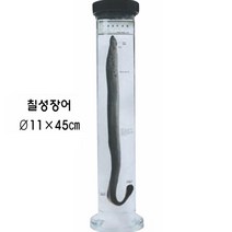 액침표본(동물)3 / 칠성장어, 1개