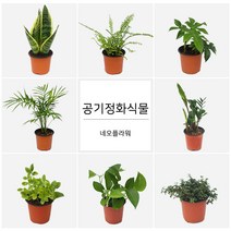 네오플라워 공기정화식물 꽃화분 허브, H8.타임, 1개