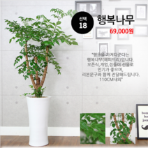 하트앤플라워 49 000원, 18_행복나무, 1개