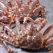 이강크랩 맛최고 살아있는 라이브 레드 킹크랩, 1마리, 3.0kg