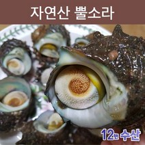 통영12번수산 자연산 뿔소라, 1봉, 1kg (7~8미 내외)