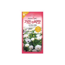 수입야생화씨앗 100선 오스테오스펠멈 50립